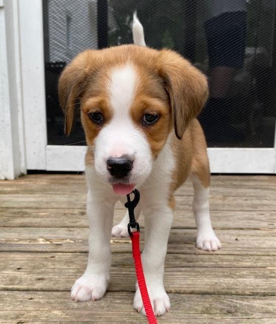 Waffle Fry (Fry) - Chick-Fil-A Litter, a Adoptable mixed breed in Columbus, OH image 1/6