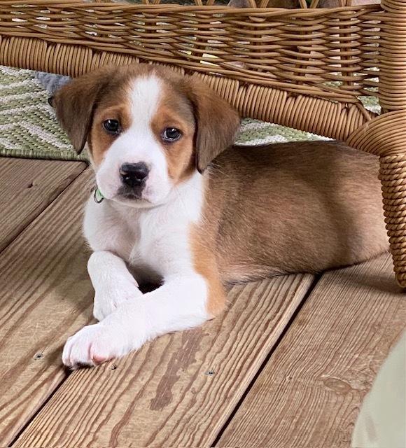 Waffle Fry (Fry) - Chick-Fil-A Litter, a Adoptable mixed breed in Columbus, OH image 2/6