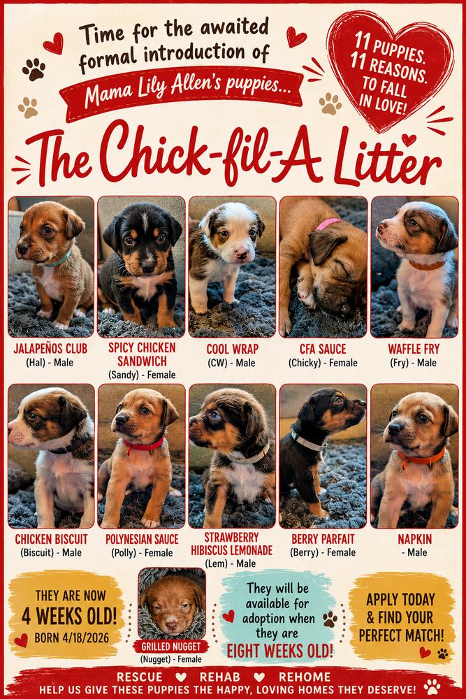 Waffle Fry (Fry) - Chick-Fil-A Litter, a Adoptable mixed breed in Columbus, OH image 3/6