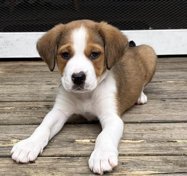 Waffle Fry (Fry) - Chick-Fil-A Litter, a Adoptable mixed breed in Columbus, OH image 4/6