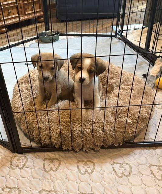 Waffle Fry (Fry) - Chick-Fil-A Litter, a Adoptable mixed breed in Columbus, OH image 5/6