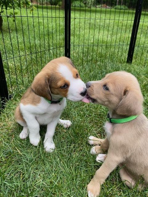 Waffle Fry (Fry) - Chick-Fil-A Litter, a Adoptable mixed breed in Columbus, OH image 6/6