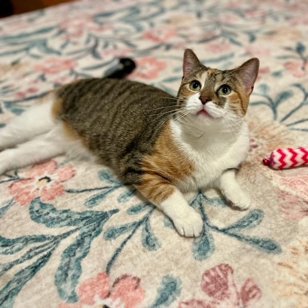 Enlarge Cali, an adopted Domestic Short Hair in Gaylordsville, CT image 1/4