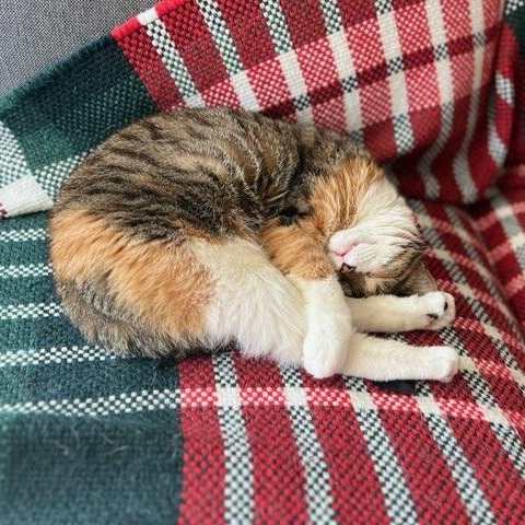 Enlarge Cali, an adopted Domestic Short Hair in Gaylordsville, CT image 4/4
