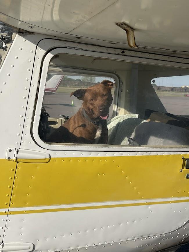 Enlarge Grizzly, a ADOPTABLE mixed breed in Shermans Dale, PA image 4/6