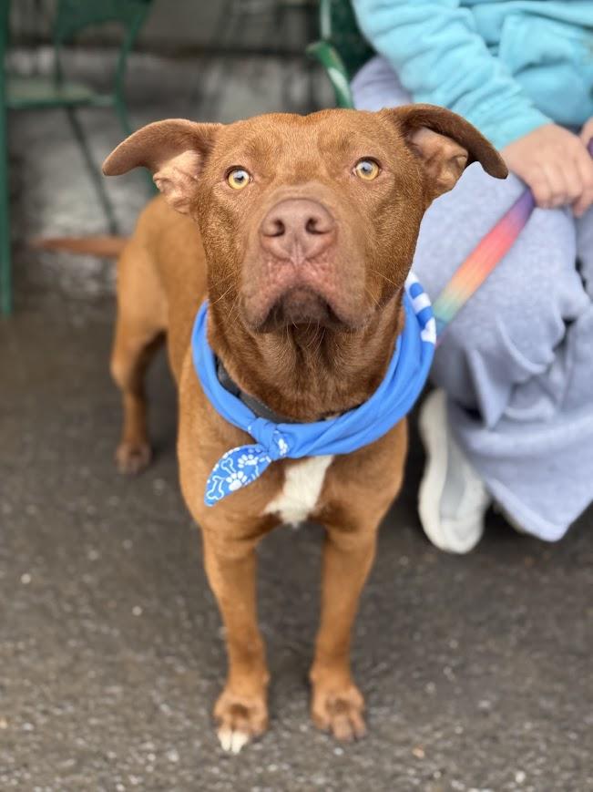 Grizzly, ADOPTABLE, Adult Male Pit Bull Terrier & Chesapeake Bay Retriever.