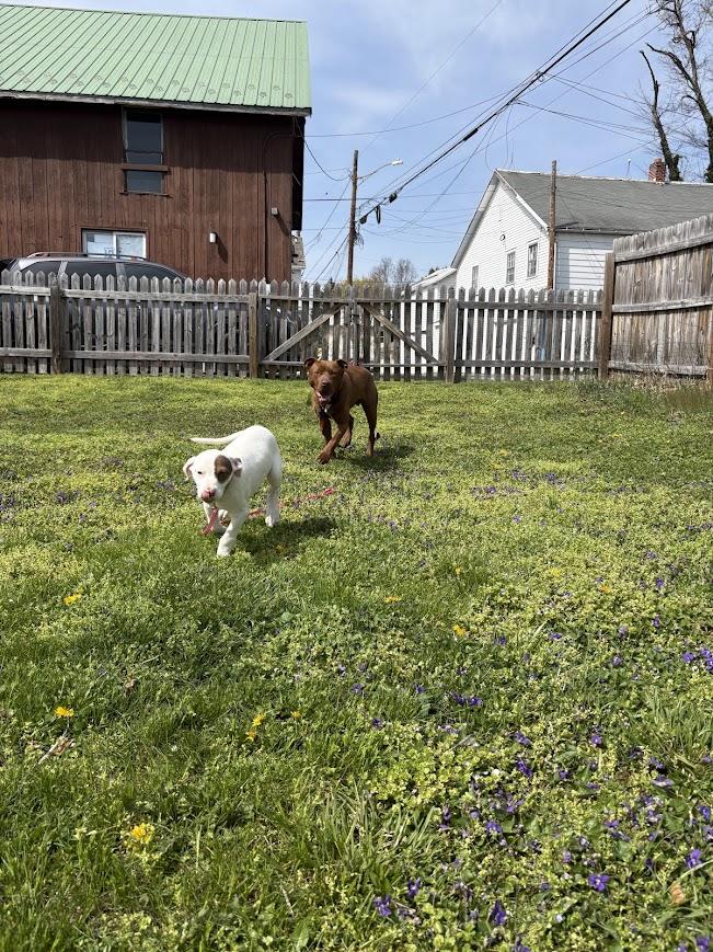 Enlarge Grizzly, a ADOPTABLE mixed breed in Shermans Dale, PA image 5/6