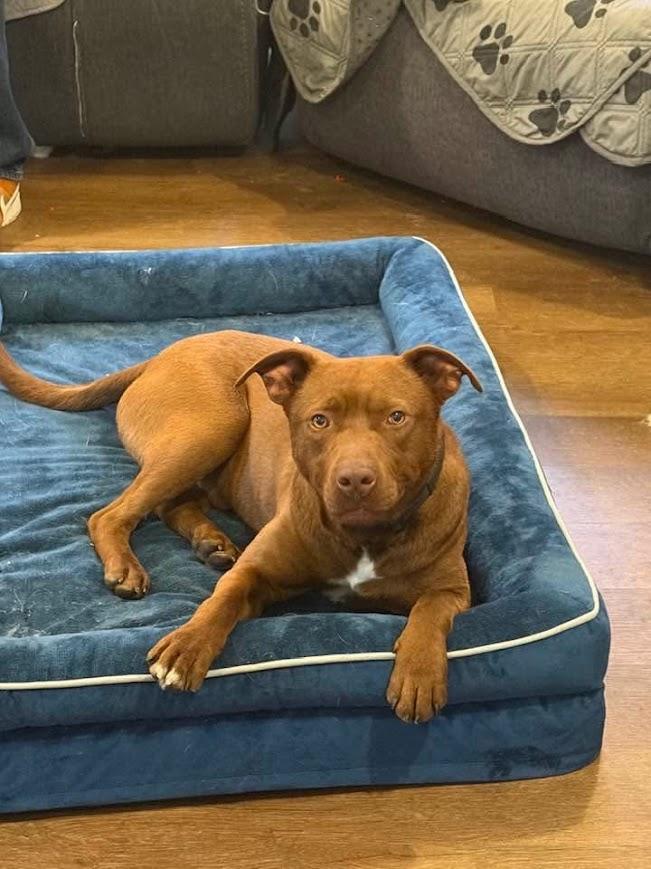 Enlarge Grizzly, a ADOPTABLE mixed breed in Shermans Dale, PA image 2/6