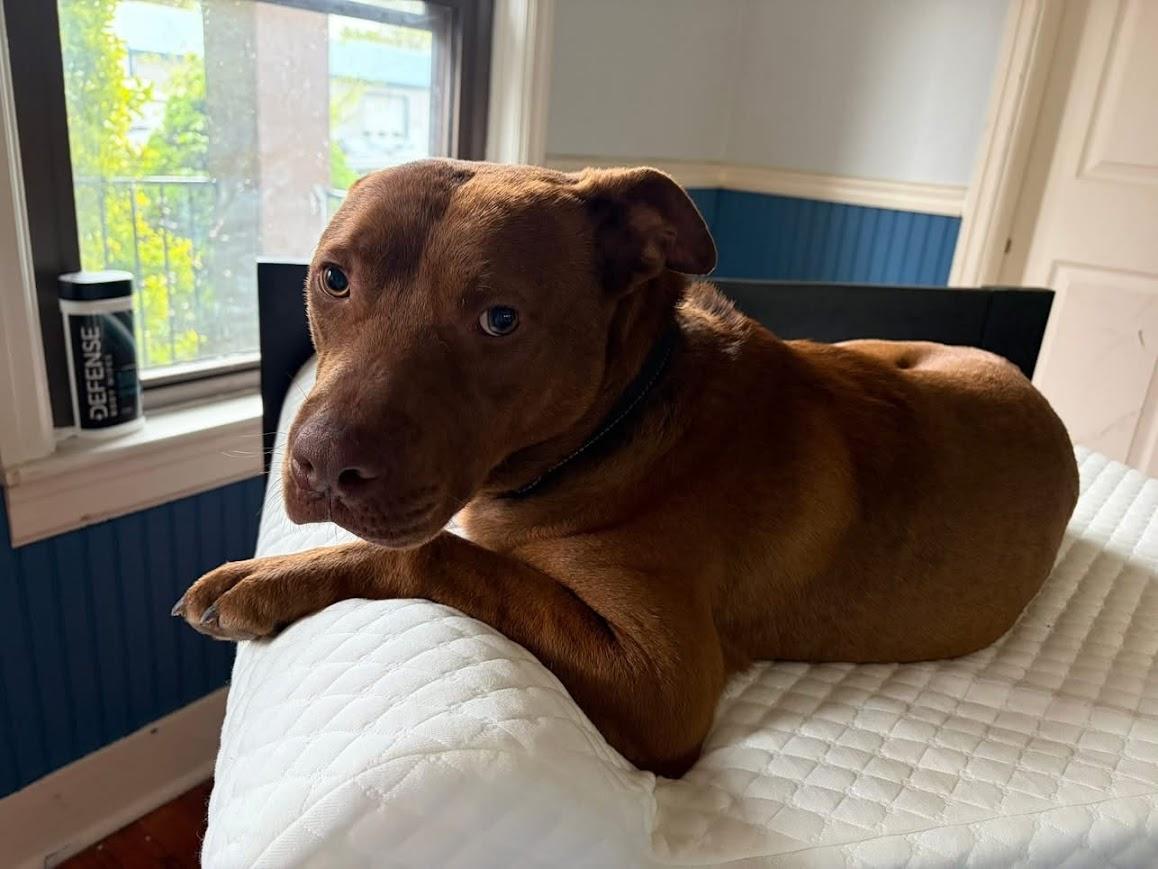 Enlarge Grizzly, a ADOPTABLE mixed breed in Shermans Dale, PA image 6/6