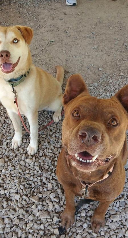 Enlarge DEGGS, a ADOPTABLE Mixed Breed in Pegram, TN image 3/5