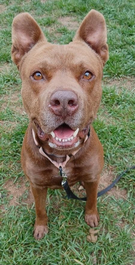 DEGGS, ADOPTABLE, Adult Male Mixed Breed.