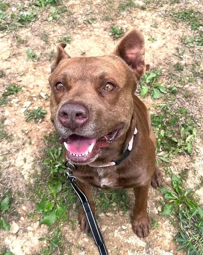 Enlarge DEGGS, a ADOPTABLE Mixed Breed in Pegram, TN image 2/5