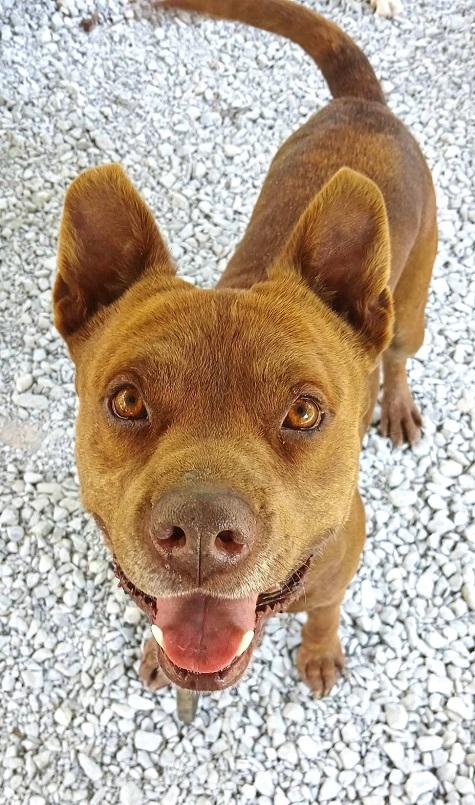 DEGGS, a ADOPTABLE Mixed Breed in Pegram, TN image 1/6