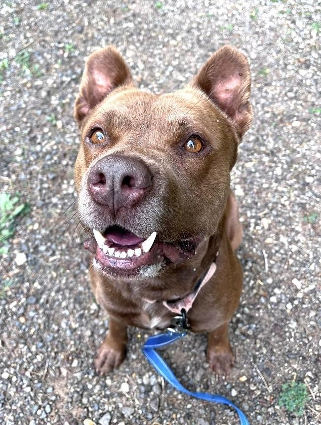 Enlarge DEGGS, a ADOPTABLE Mixed Breed in Pegram, TN image 5/5