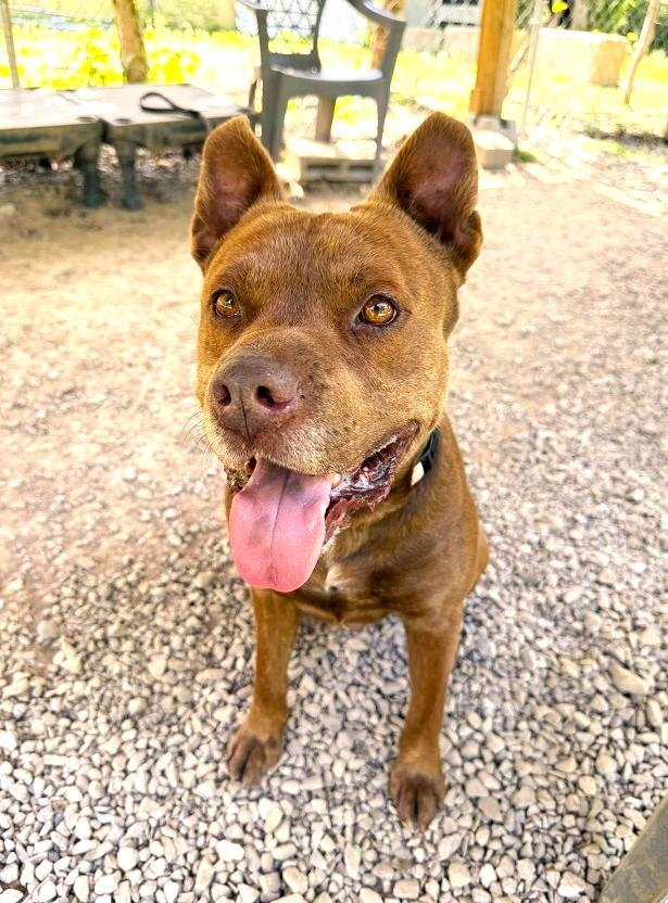 DEGGS, a ADOPTABLE Mixed Breed in Pegram, TN image 4/6