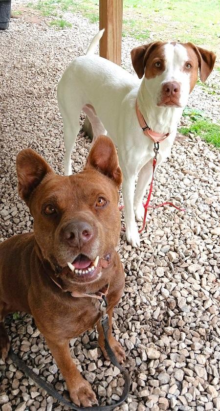 DEGGS, a ADOPTABLE Mixed Breed in Pegram, TN image 3/6
