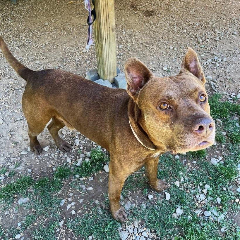 Enlarge DEGGS, a ADOPTABLE Mixed Breed in Pegram, TN image 4/5