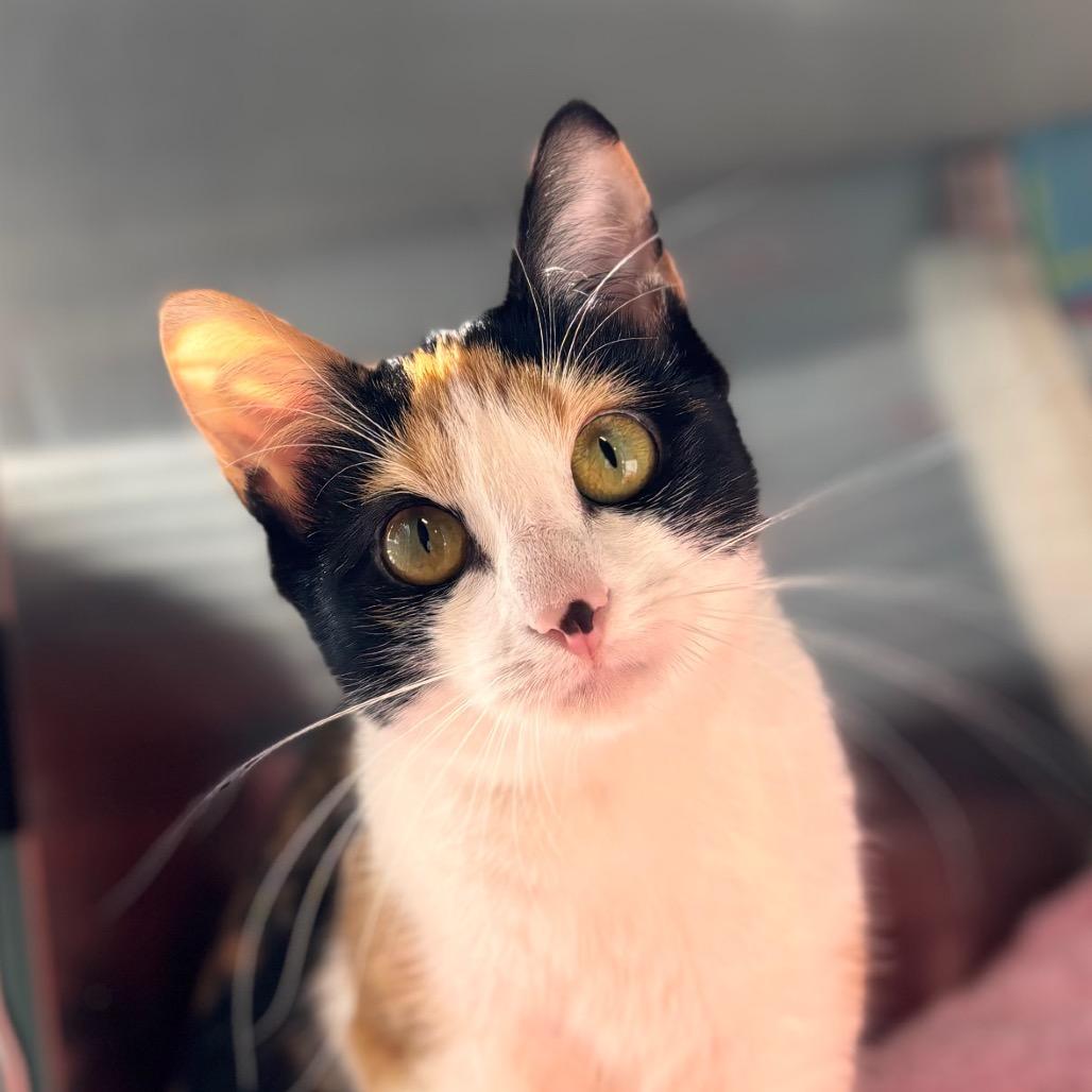 Floof, Adoptable, Young Female Domestic Short Hair.