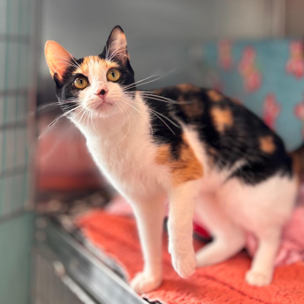 Enlarge Floof, a Adoptable Domestic Short Hair in Nashville, IN image 2/6