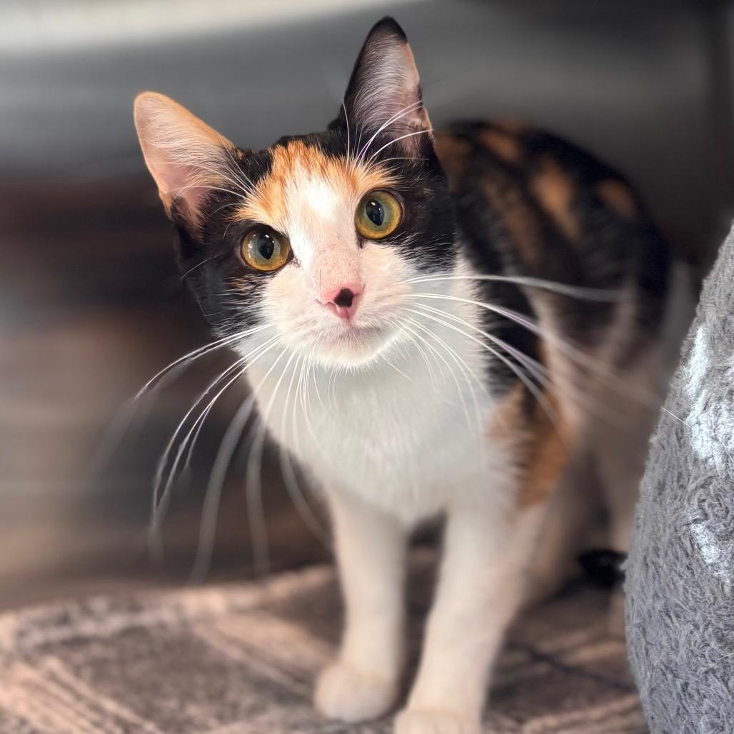 Enlarge Floof, a Adoptable Domestic Short Hair in Nashville, IN image 3/6