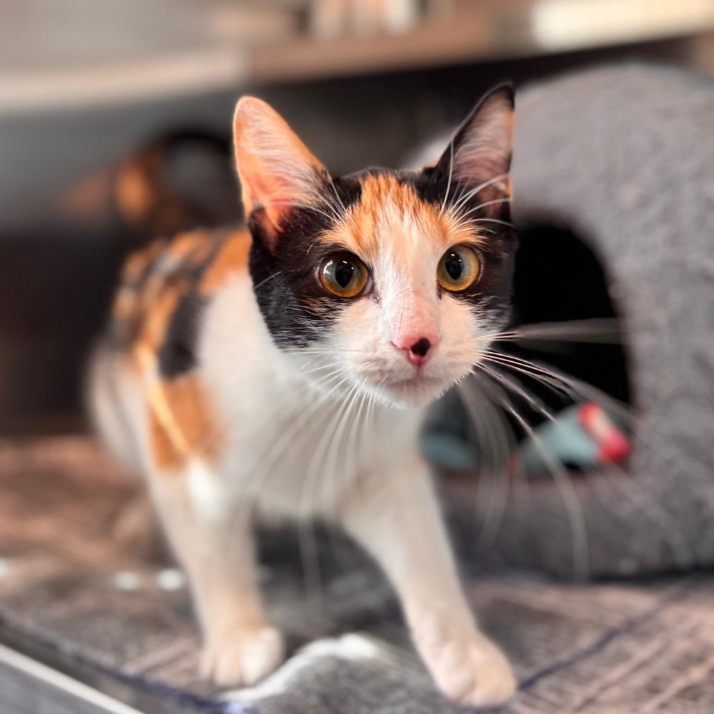 Enlarge Floof, a Adoptable Domestic Short Hair in Nashville, IN image 4/6