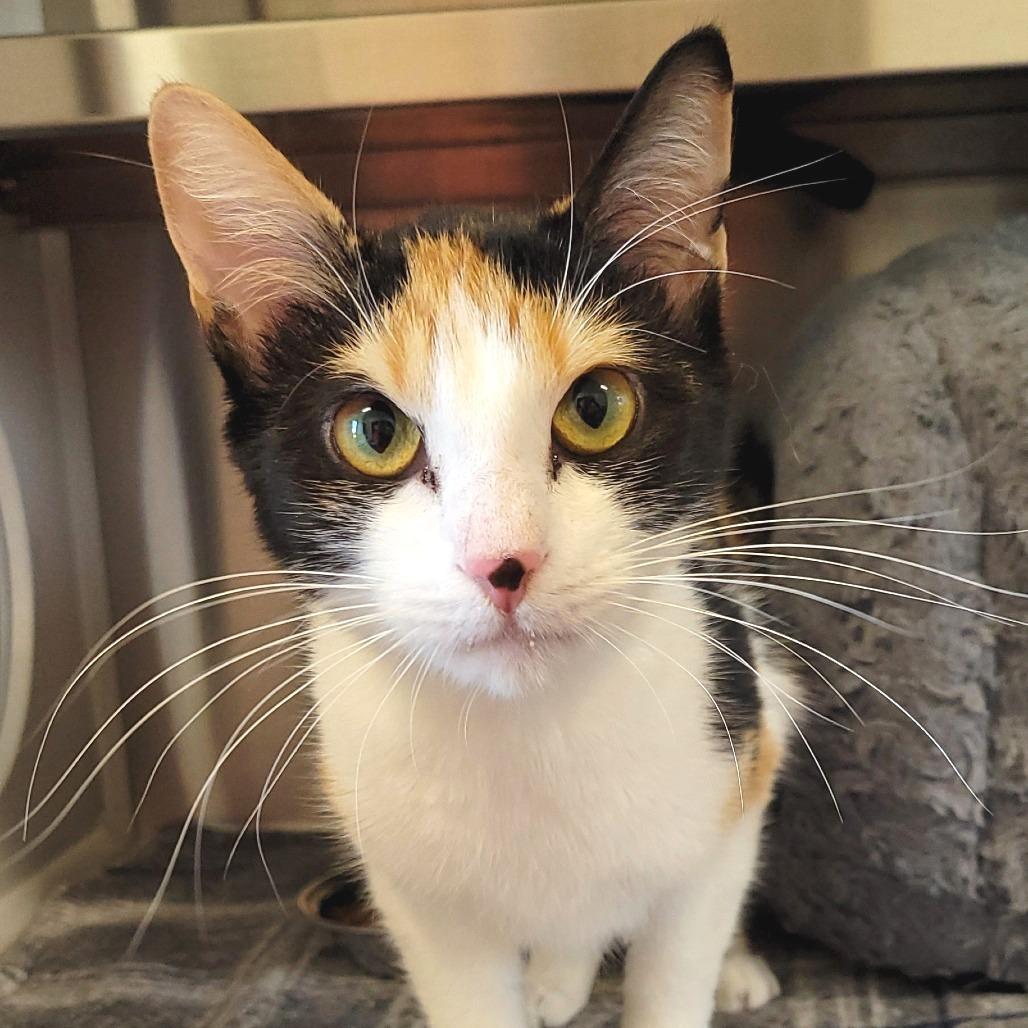 Enlarge Floof, a Adoptable Domestic Short Hair in Nashville, IN image 5/6