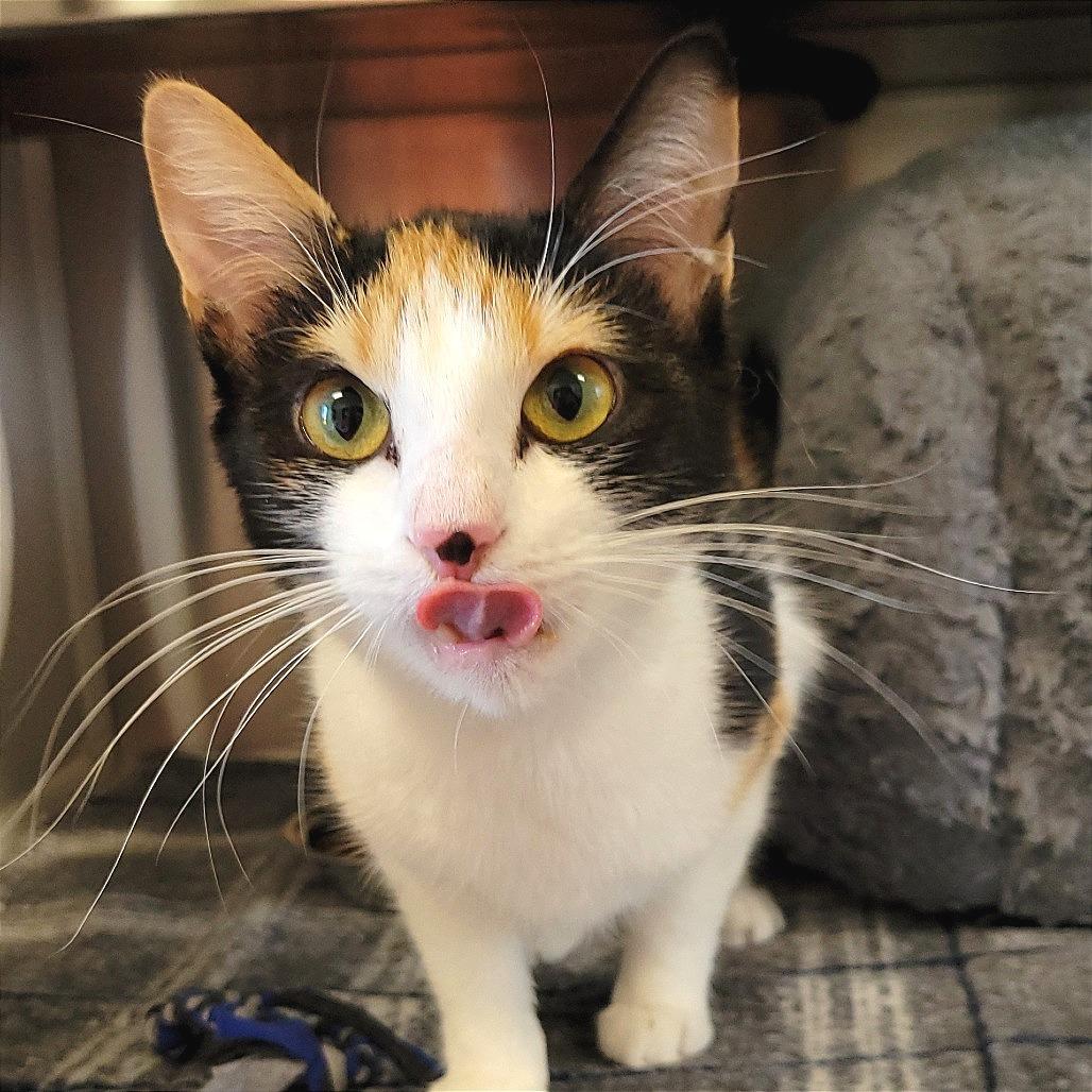 Enlarge Floof, a Adoptable Domestic Short Hair in Nashville, IN image 6/6