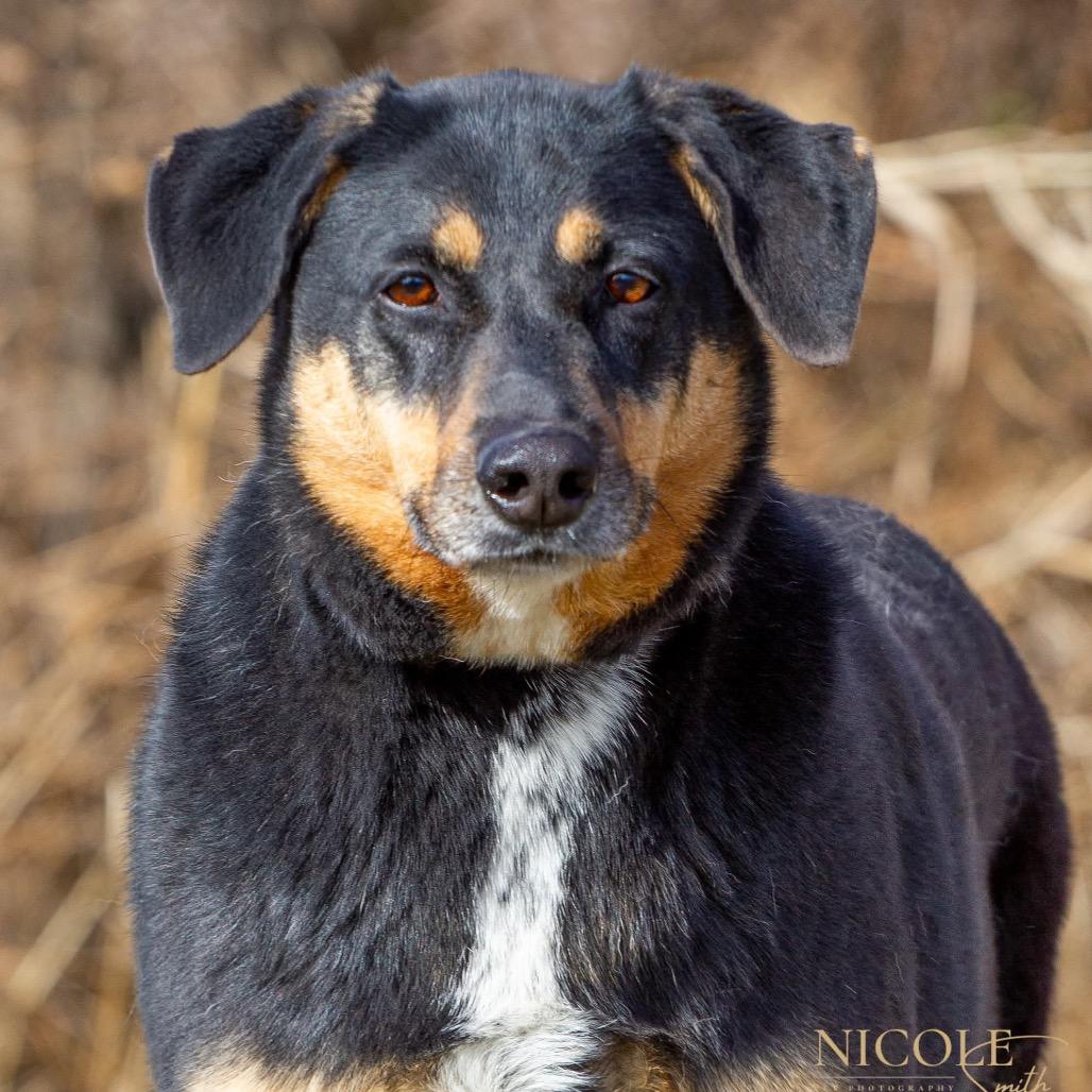 Sarah, Adoptable, Adult Female Coonhound & Mixed Breed.