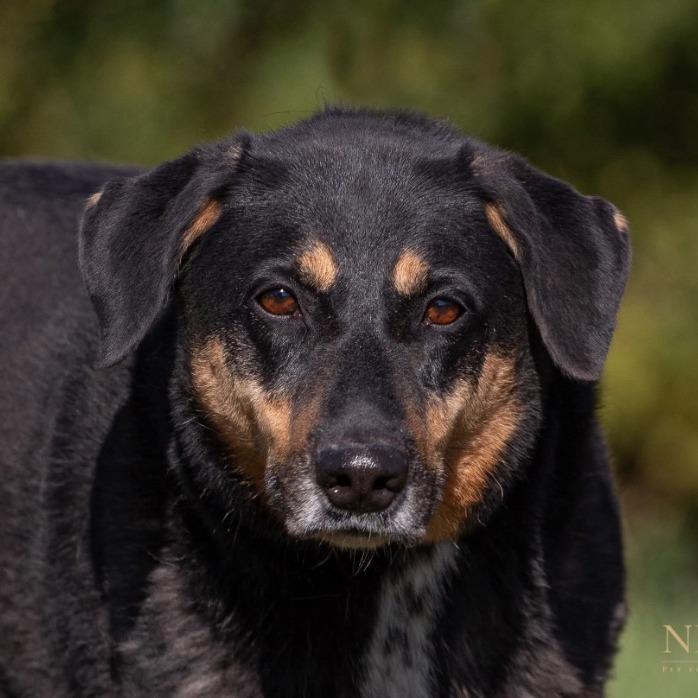 Sarah, a Adoptable mixed breed in Henderson, KY image 2/6