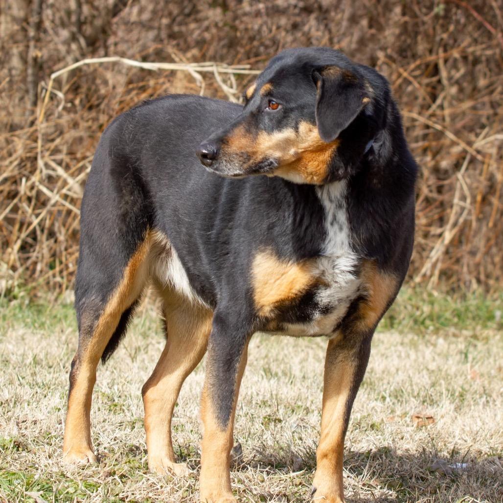 Sarah, a Adoptable mixed breed in Henderson, KY image 3/6
