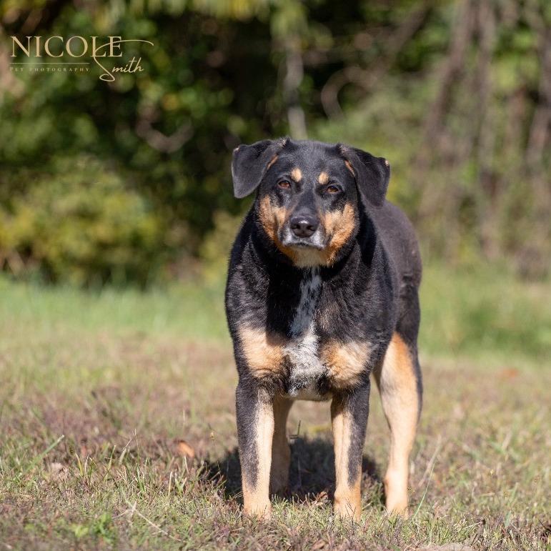 Sarah, a Adoptable mixed breed in Henderson, KY image 4/6