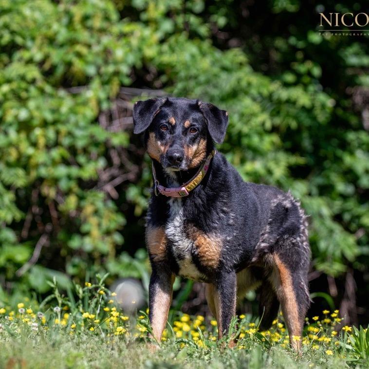 Sarah, a Adoptable mixed breed in Henderson, KY image 5/6