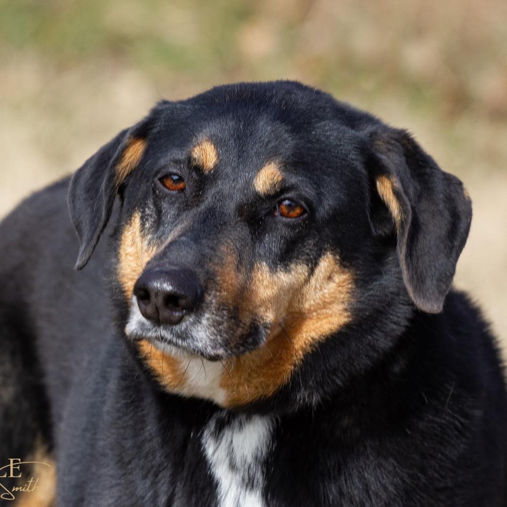 Sarah, a Adoptable mixed breed in Henderson, KY image 6/6