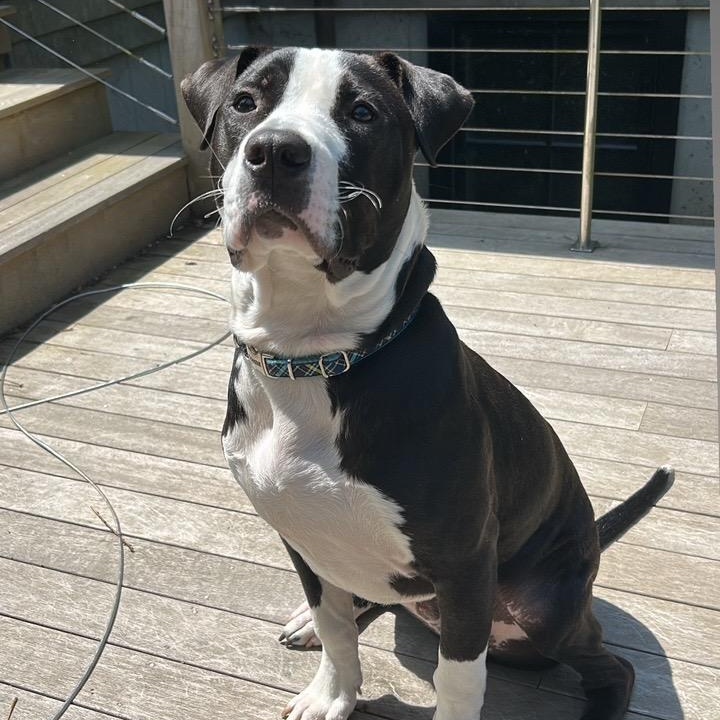 Oscar, a Adoptable mixed breed in Cumberland, RI image 5/6