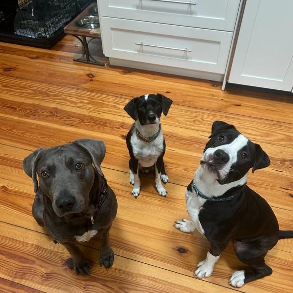 Oscar, a Adoptable mixed breed in Cumberland, RI image 6/6