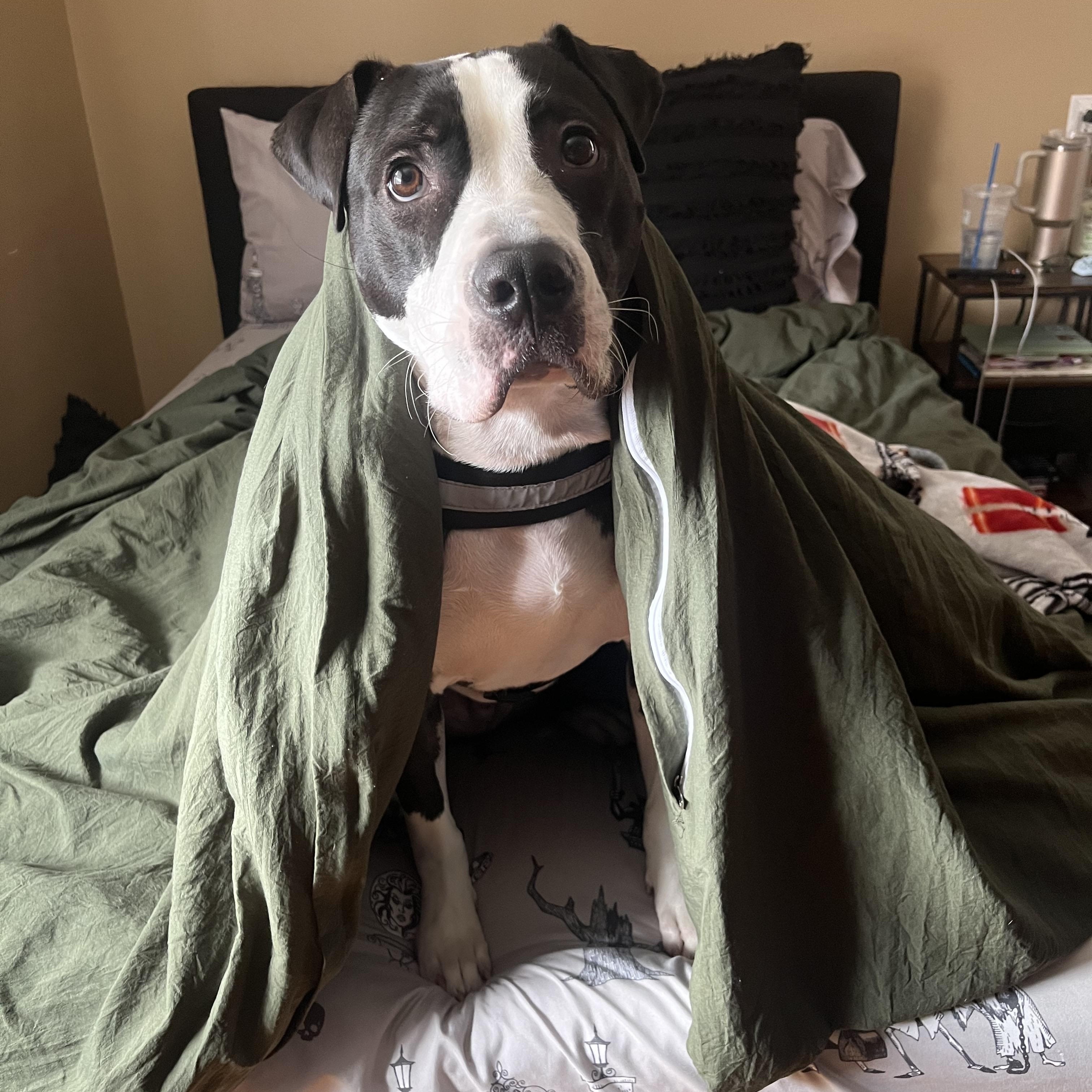 Oscar, a Adoptable mixed breed in Cumberland, RI image 4/6