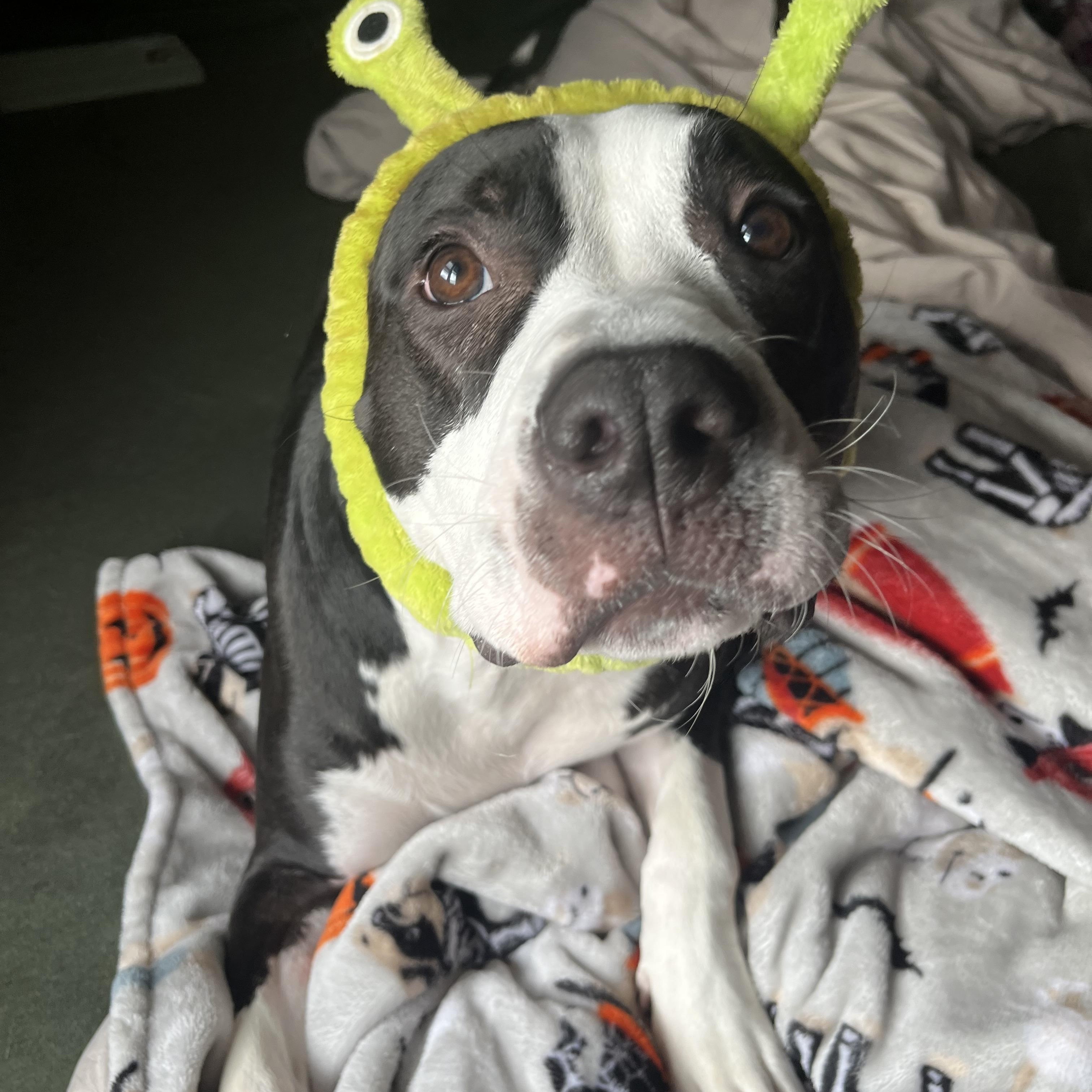 Oscar, a Adoptable mixed breed in Cumberland, RI image 2/6