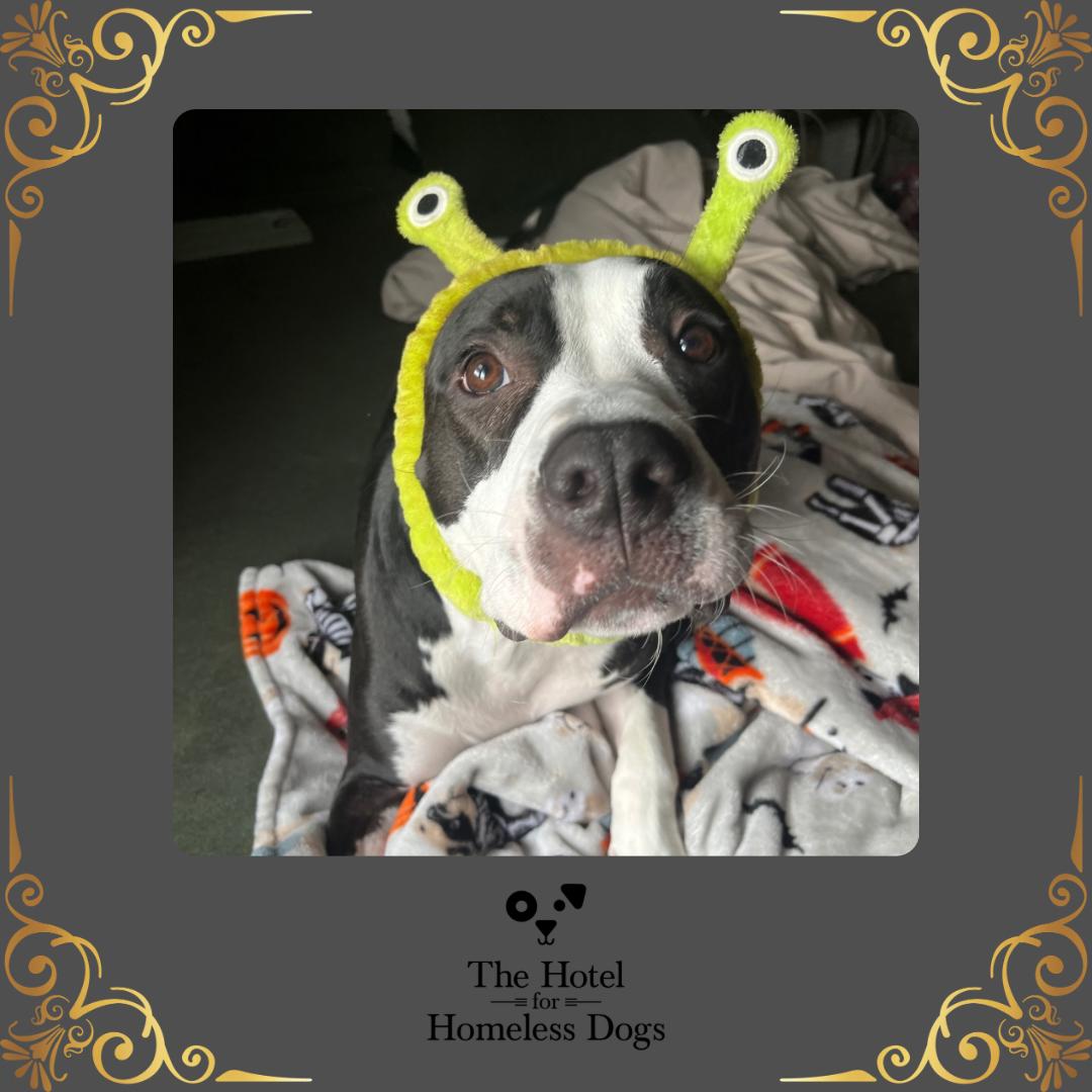 Oscar, a Adoptable mixed breed in Cumberland, RI image 1/6