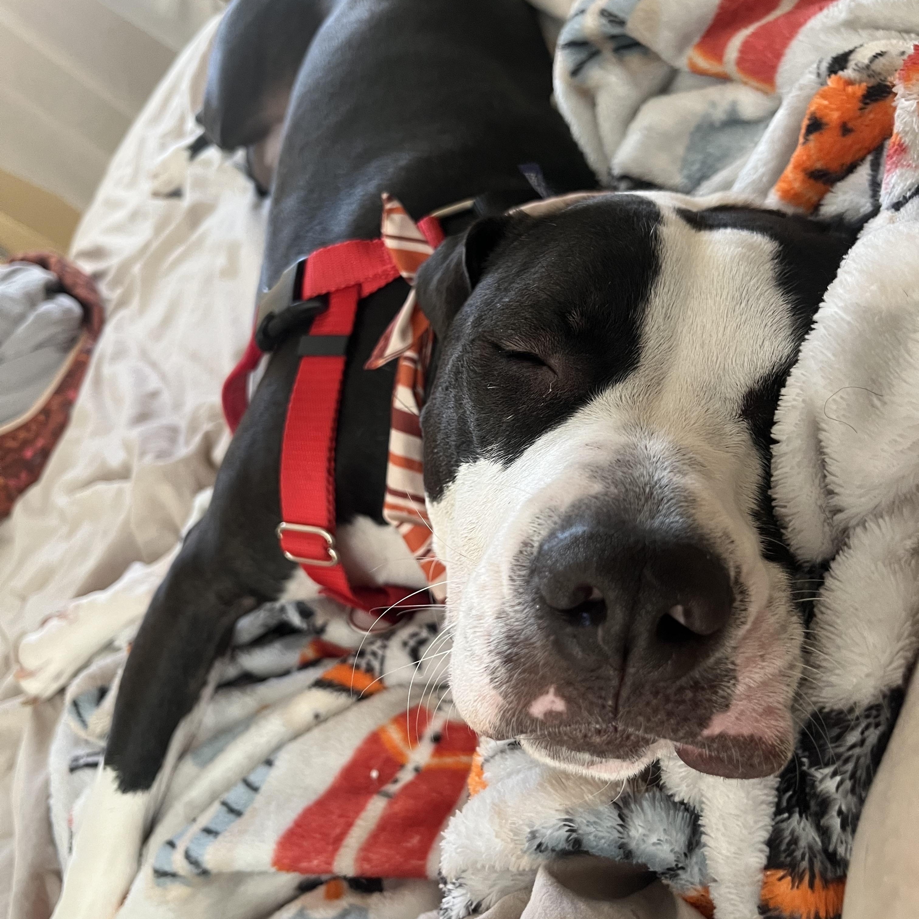 Oscar, a Adoptable mixed breed in Cumberland, RI image 3/6