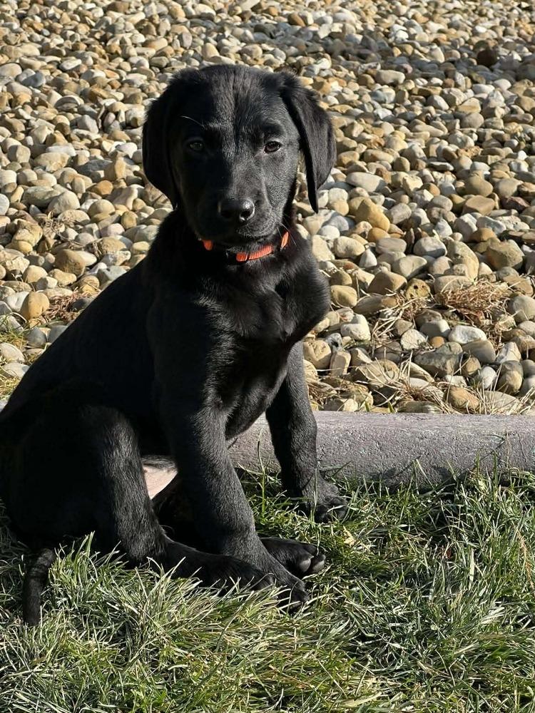 Serene (Easy Going Litter), Adoptable, Puppy Female Labrador Retriever.