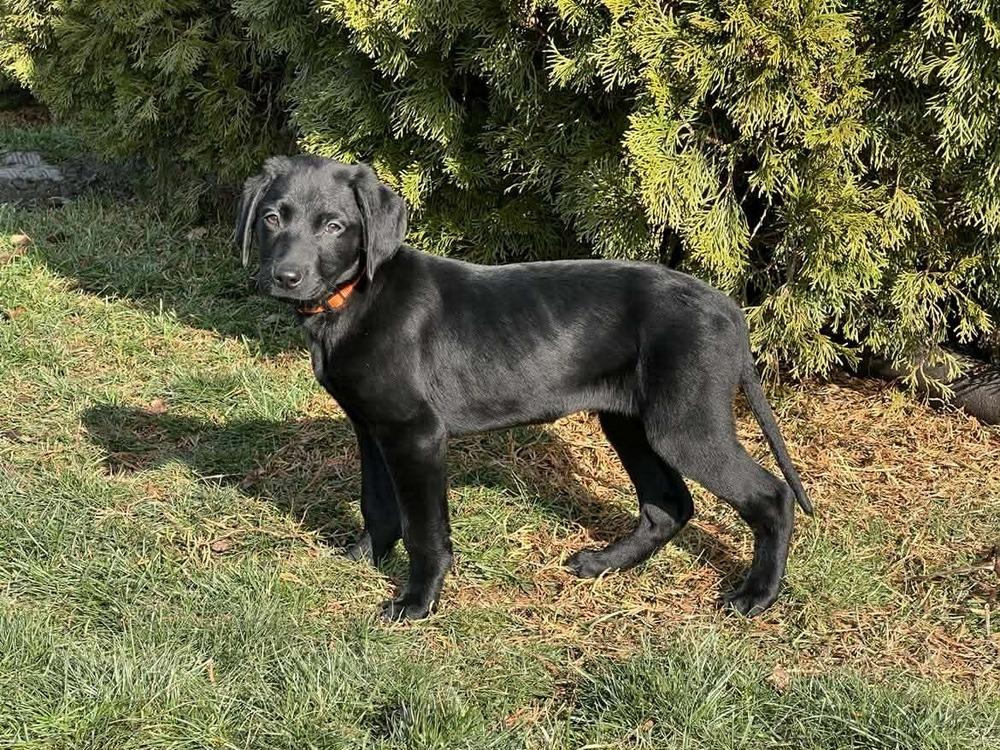 Enlarge Serene (Easy Going Litter), a Adoptable mixed breed in New Albany, OH image 2/3