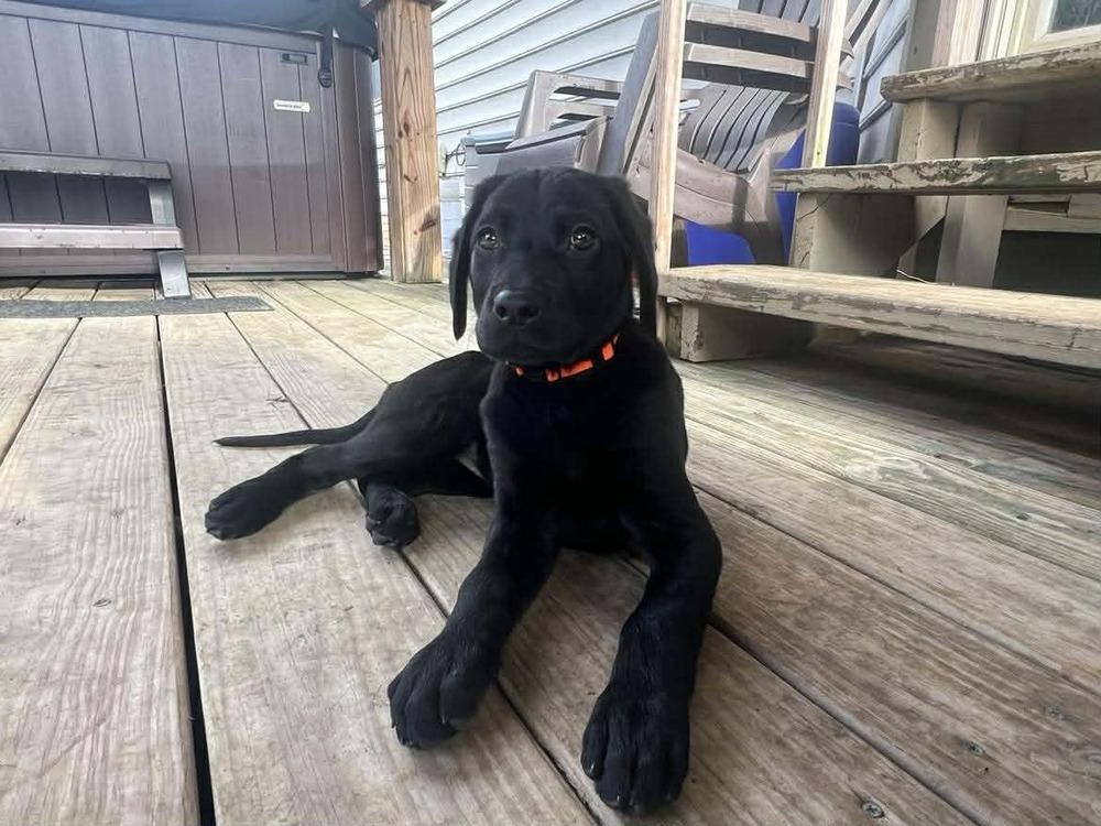 Enlarge Serene (Easy Going Litter), a Adoptable mixed breed in New Albany, OH image 3/3