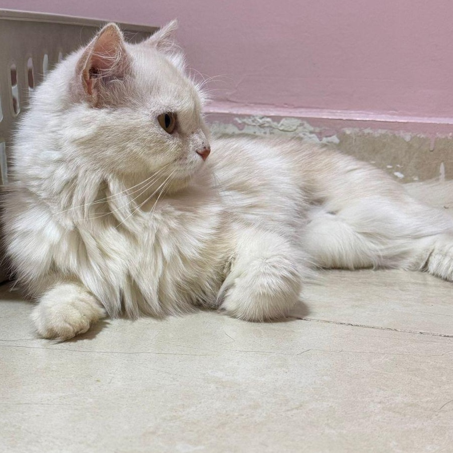 Enlarge Tina J, a Adoptable mixed breed in Brampton, ON image 2/6