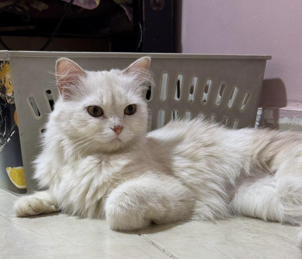 Enlarge Tina J, a Adoptable mixed breed in Brampton, ON image 4/6