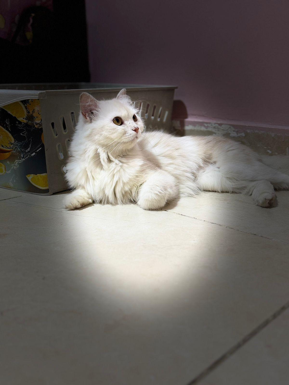 Enlarge Tina J, a Adoptable mixed breed in Brampton, ON image 5/6