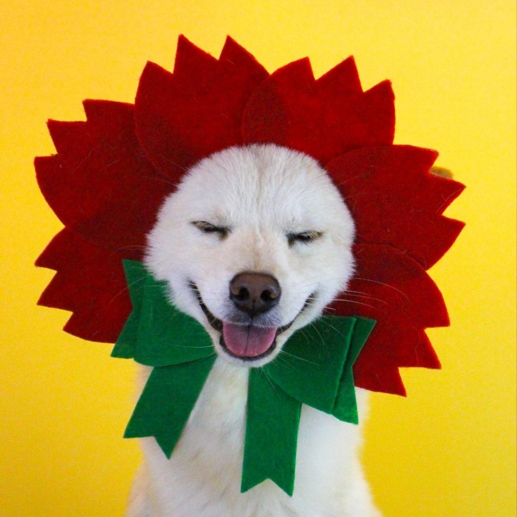 Enlarge Rou, an adopted mixed breed in Manchester , NH image 1/6