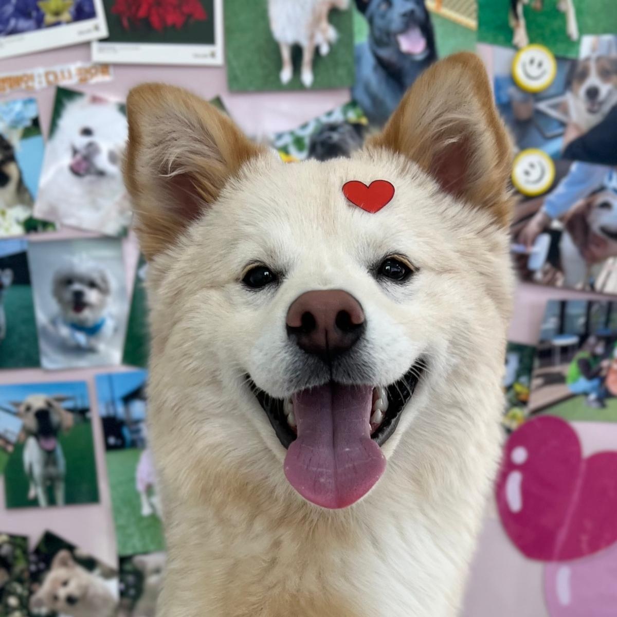 Enlarge Rou, an adopted mixed breed in Manchester , NH image 6/6