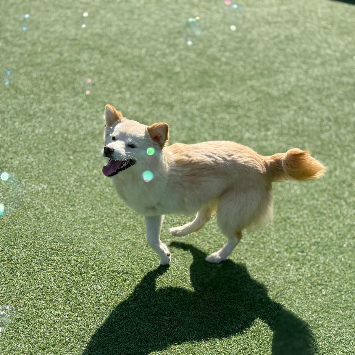 Enlarge Rou, an adopted mixed breed in Manchester , NH image 5/6