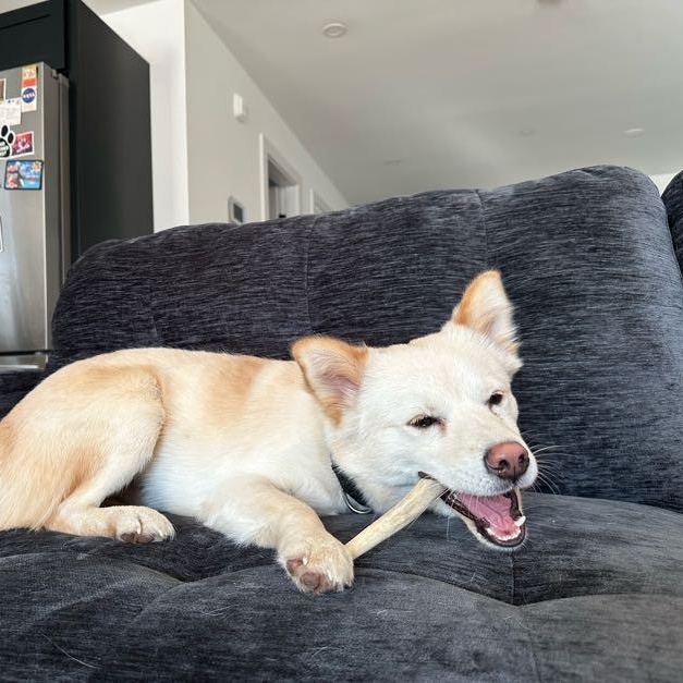 Enlarge Rou, an adopted mixed breed in Manchester , NH image 3/6