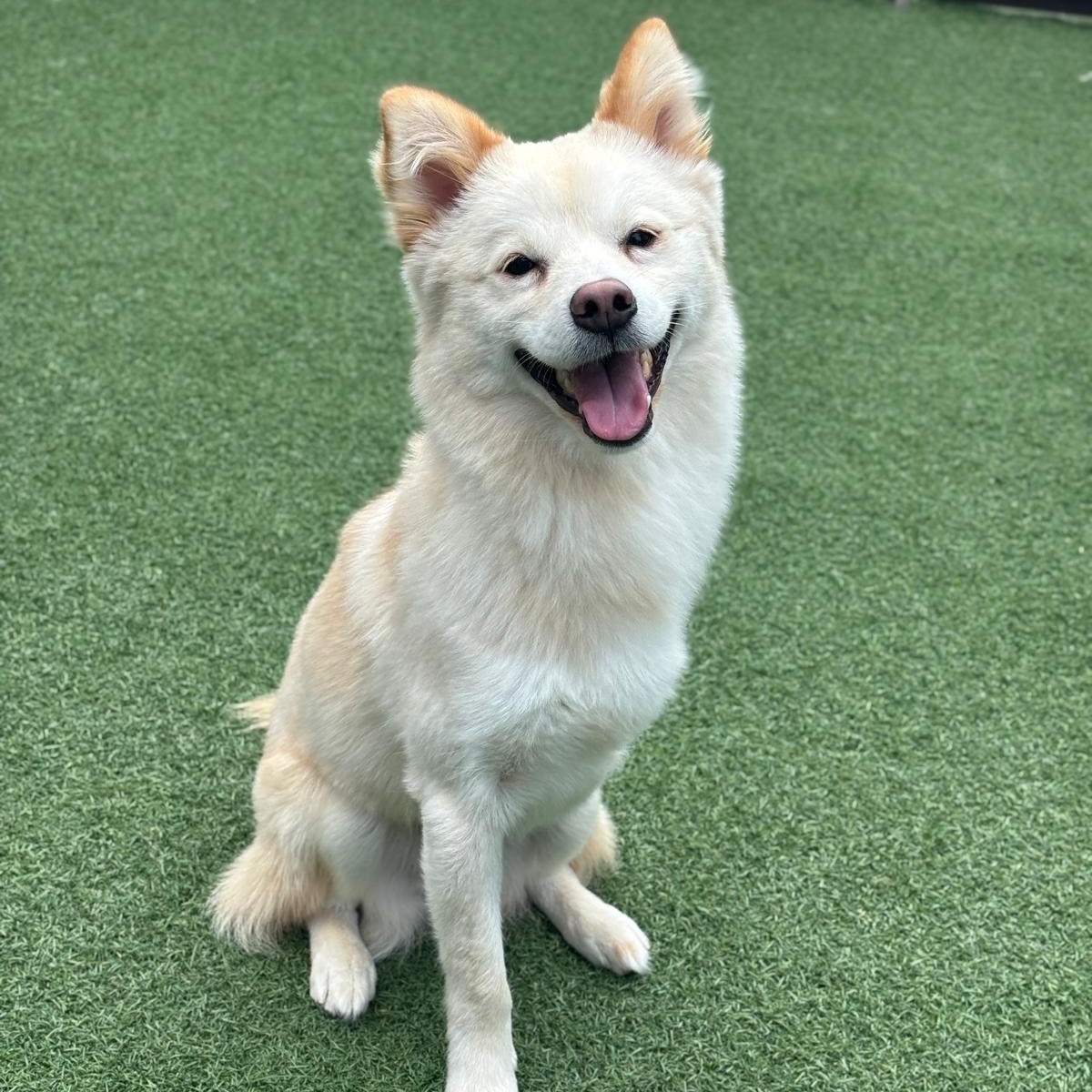 Rou, adopted, Young Male Japanese Spitz.